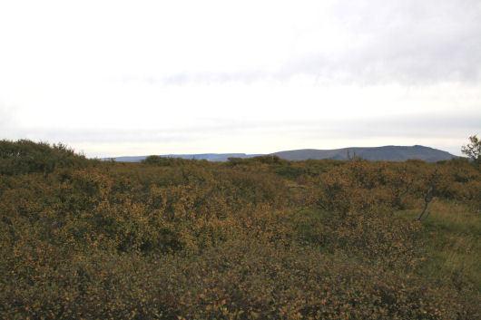 mynd1